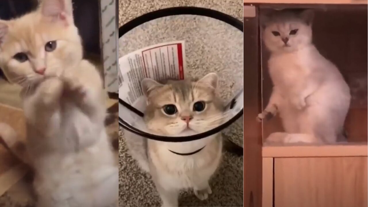 Funniest Cats 😹 - Don't try to hold back Laughter