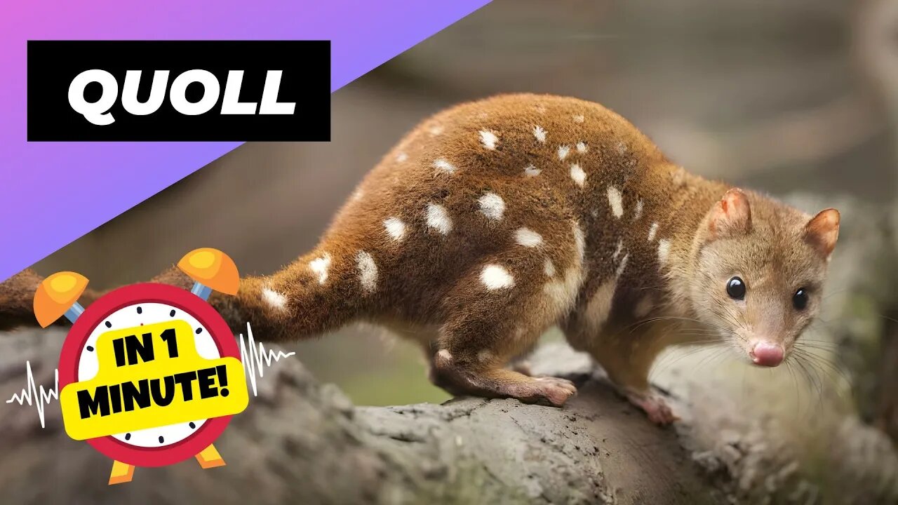 Quoll - In 1 Minute! 🦫 One Of The Cutest And Exotic Animals In The World | 1 Minute Animals