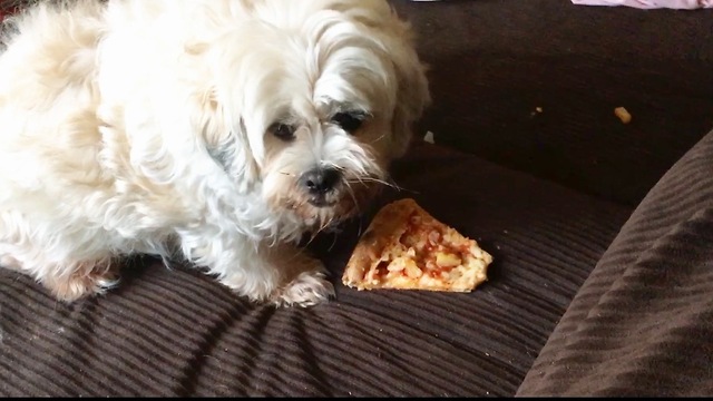 Sneaky little pooch stole my pizza!