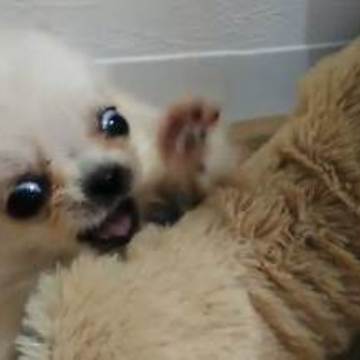 A small chihuahua VS big toy! so cute!