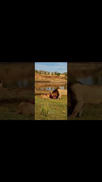 Lions Eat A Buffalo #shorts