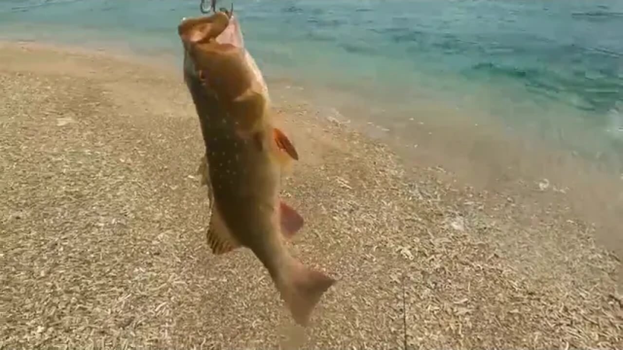 Solo $ Hootchie $ camping on mini island Kayaking Beach Shark fishing