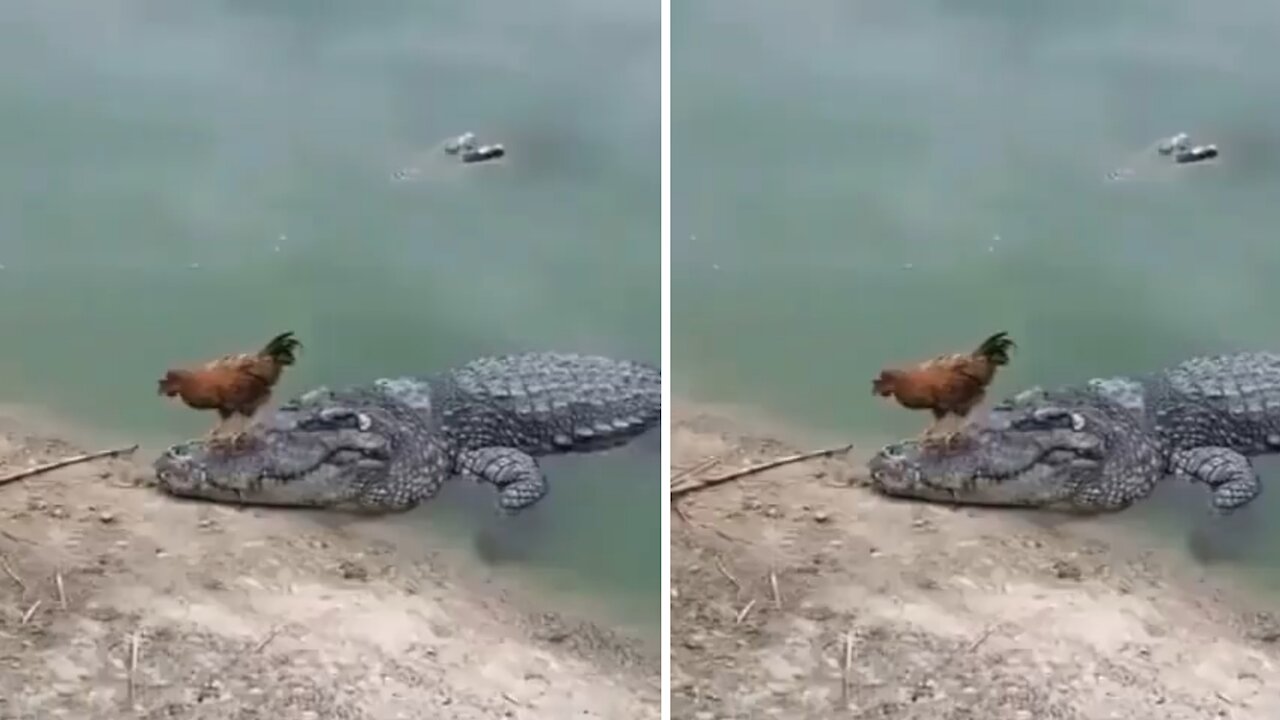 Was it so easy to fool crocodiles? Came in mouth but did not touch
