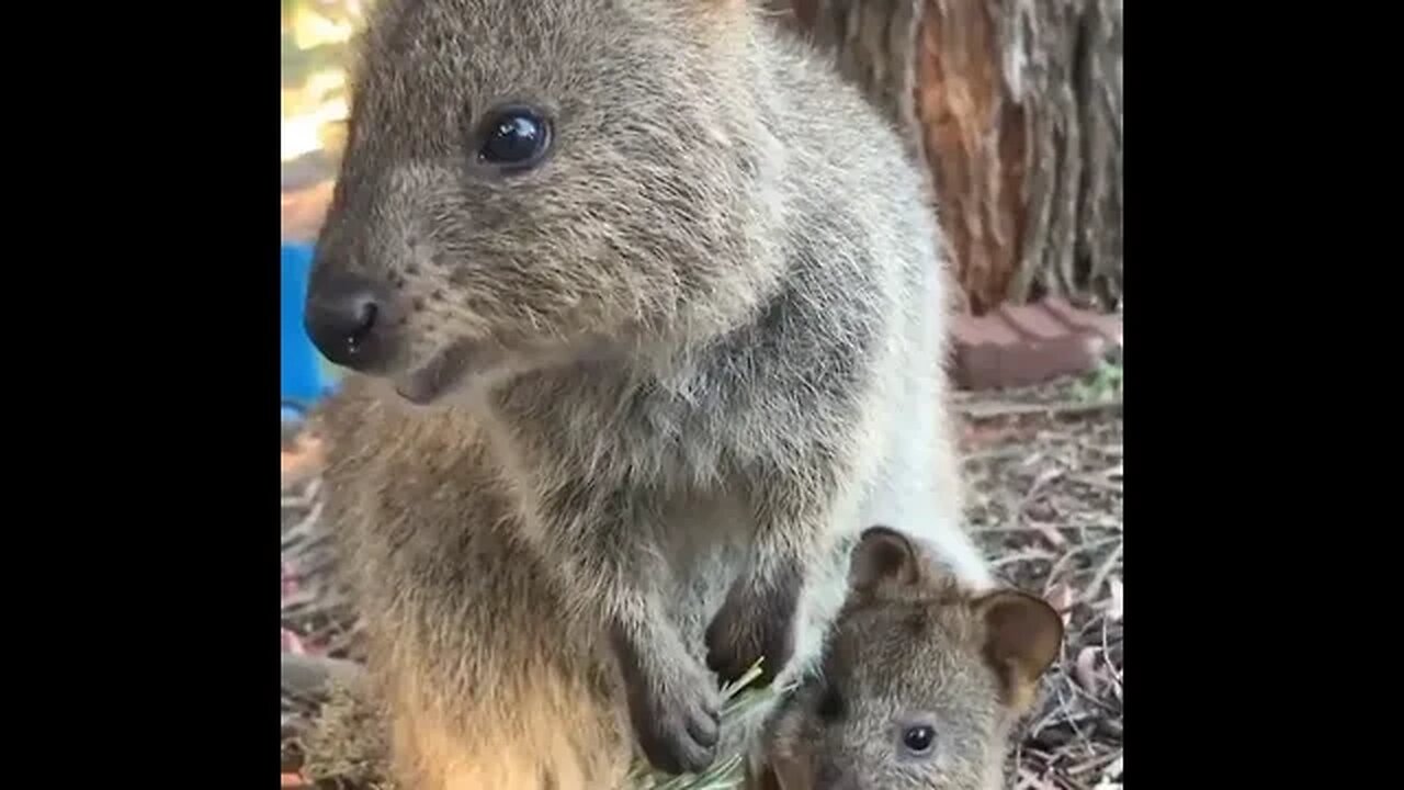 Cute funny Quokka -156