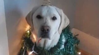 Ce labrador est à fond sur Noël