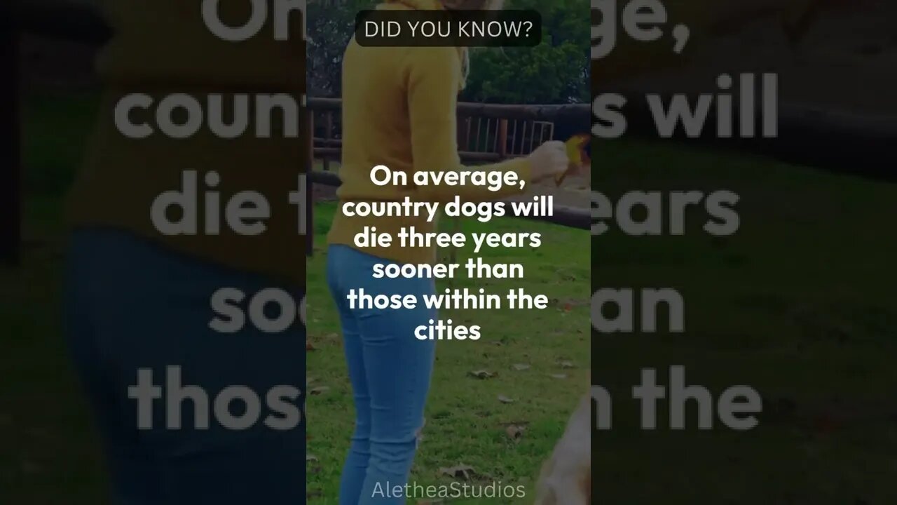 #dog #secrets Exposed in 2023 -Did you knw...PT # 3..... #shorts