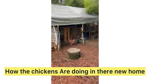 How The chickens are doing in their new home￼