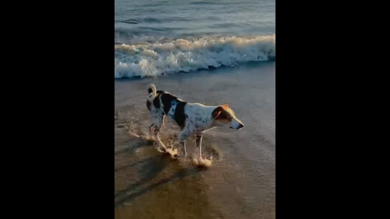 Dog's trip to Cox's Bazar beach area