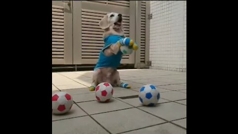 Funny dog catching balls