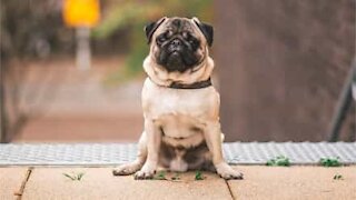 Pug paraplégico recebe cadeira de rodas