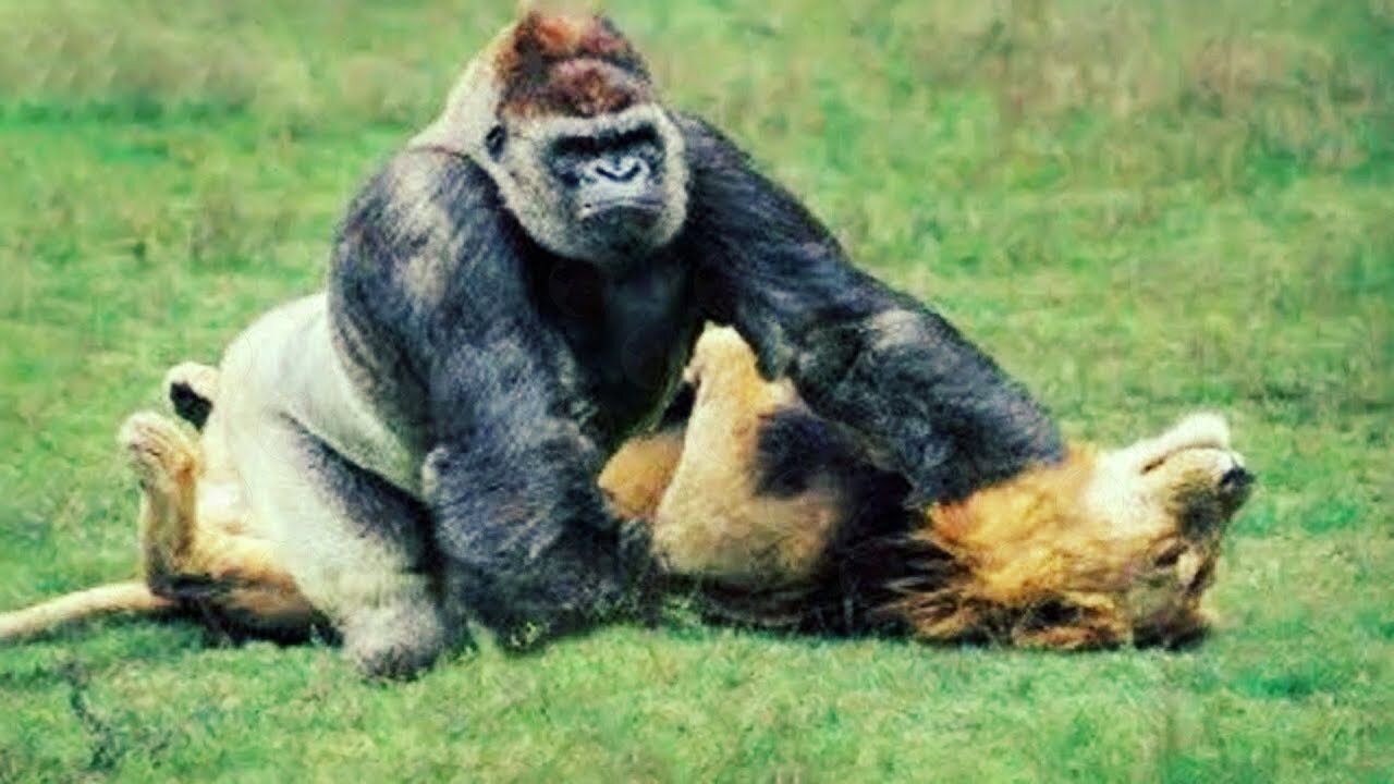 🦁🐾 When Animals Challenge the Unexpected: 40 Times They Messed With the Wrong Opponent! 🌍