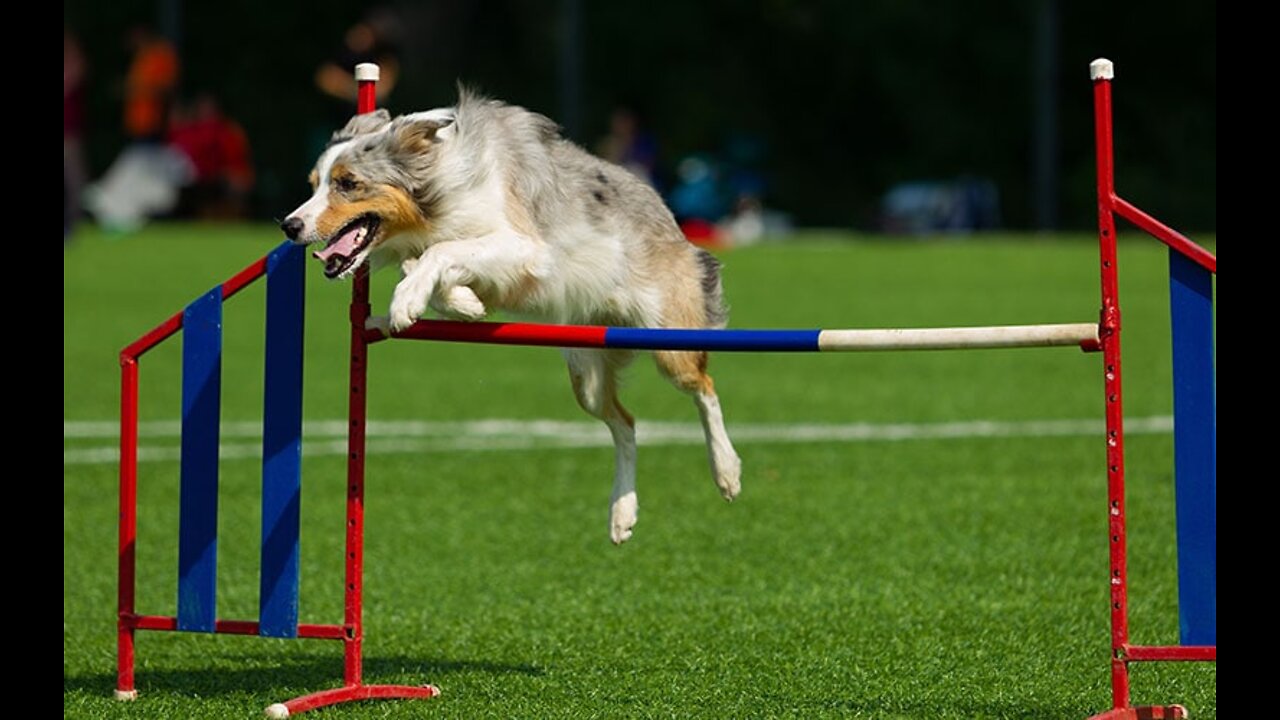 Watch 5 of the best WKC Dog Show moments to celebrate - National Puppy Day