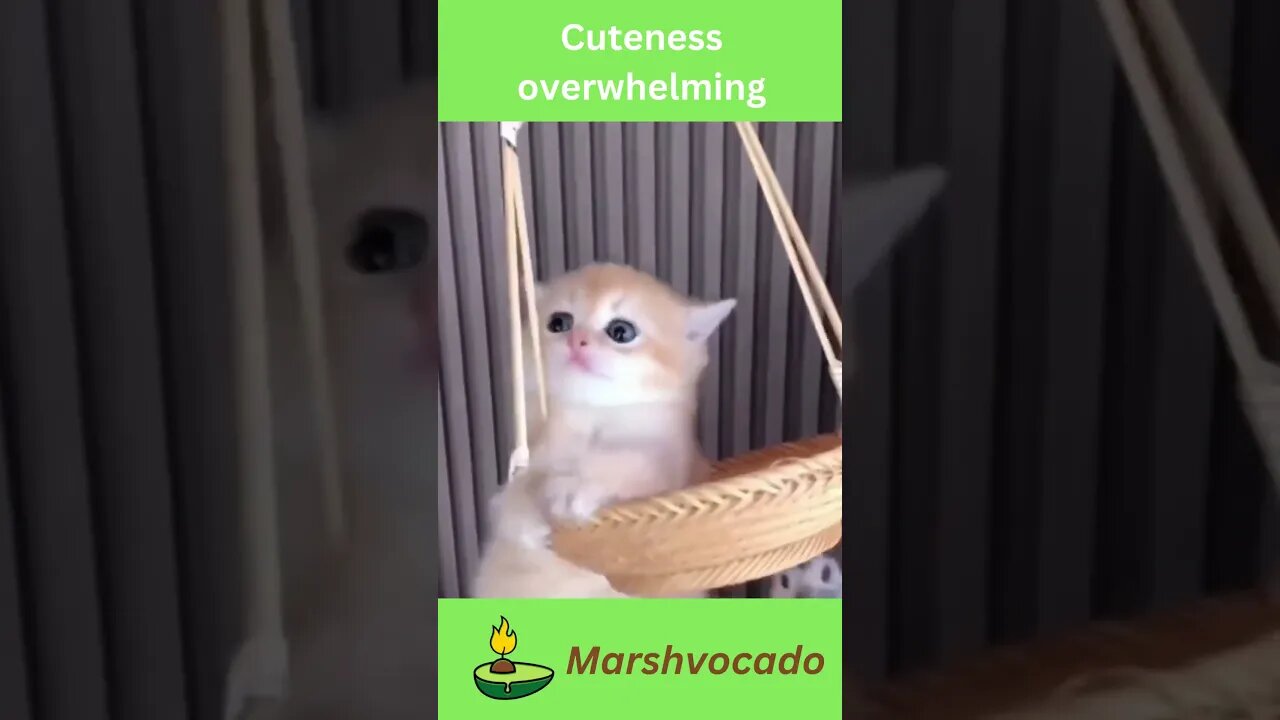 Cuteness attack #shorts #cute #petsoftiktok #catsoftiktok #funnycatvideos #cutecatvideos2023 #pet