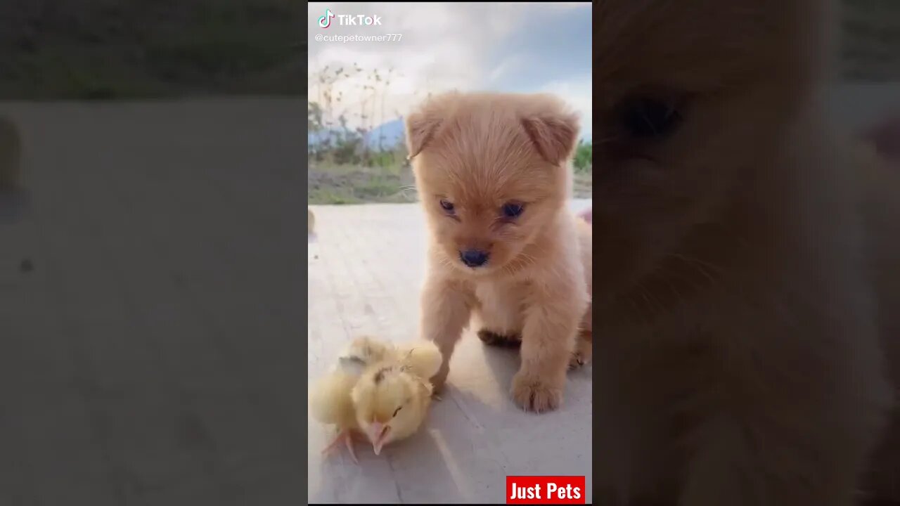 Super Cute puppy #shorts #cute #tiktok #funnyvideos #dog