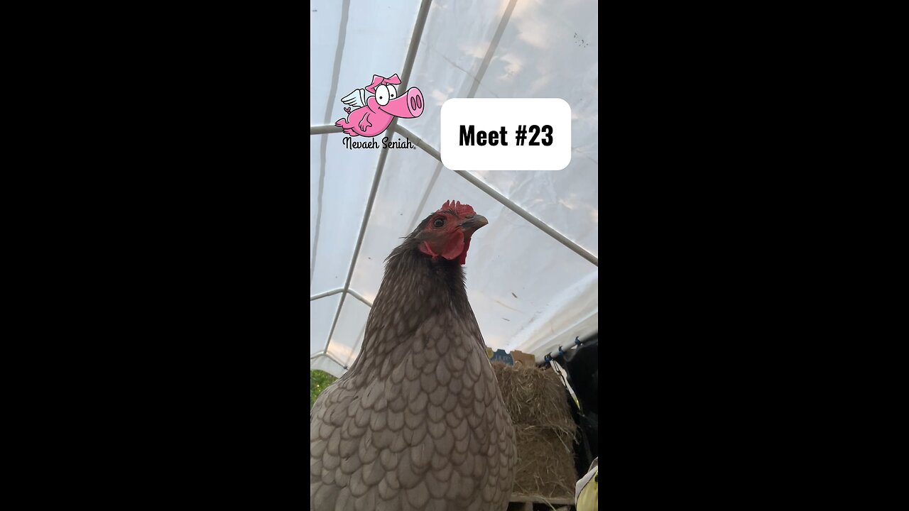 Chicken Diaries