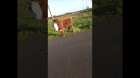 Irish Man Meets Some Cows