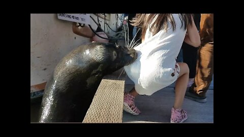 Watch as a Sea Lion drags a young lady in the sea...
