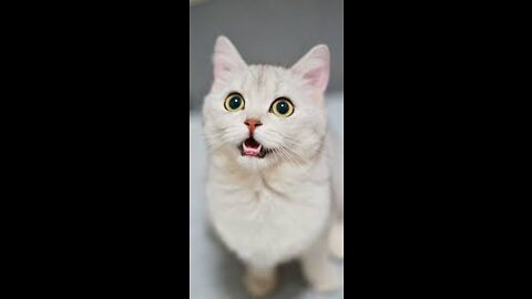 Respected cats beautiful video