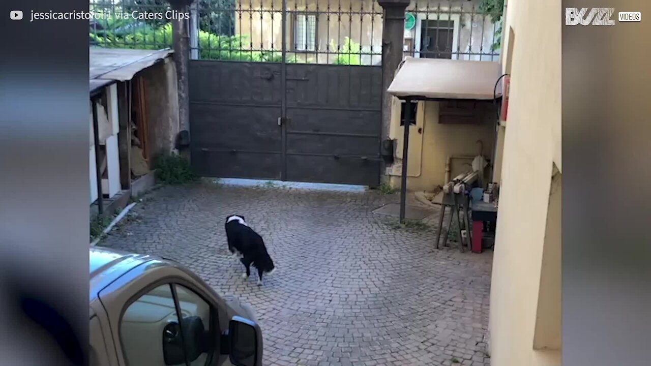 Ce chien est ravi de revoir sa maîtresse après 50 jours de confinement