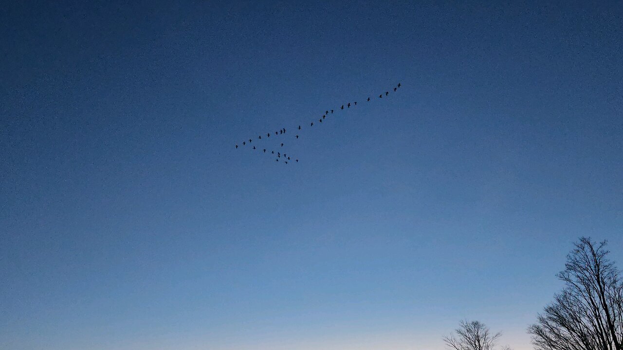 Geese St. Lawrence River