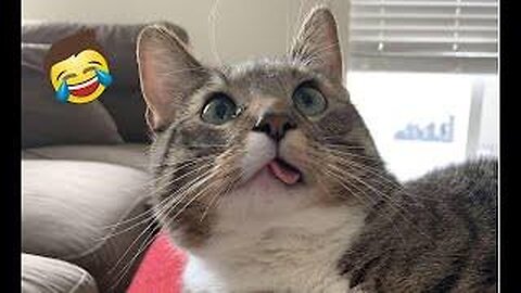 Funny cats viral 😂😂