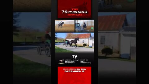 Group 2 - ♦𝐓𝐇𝐄 𝓗𝓸𝓻𝓼𝓮𝓶𝓪𝓷'𝓼 𝐒𝐇𝐎𝐖𝐂𝐀𝐒𝐄♦ - online auction ending Monday | December 12th! Horsebid.com