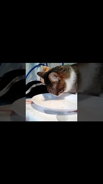 Cat Stretches after Eating #shorts