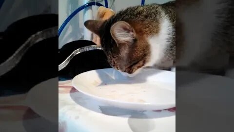 Cat Stretches after Eating #shorts