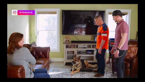 How to train your dog to leave your cat alone + How to teach your dog and cat to get along
