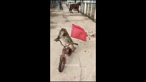 monkeys cycleing🤣