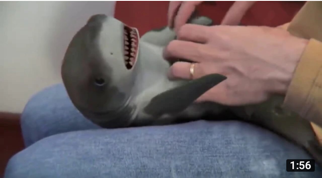 The cutest baby shark, the happy shark, the funny shark, the reaction of cute baby animals !!!!!