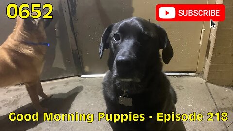 [0652] GOOD MORNING PUPPIES - EPISODE 218 [#dogs #doggos #doggies #puppies #dogdaycare]