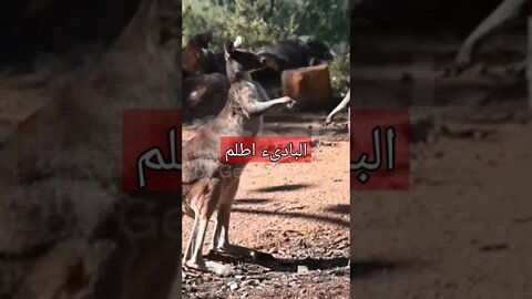البادىء اضلم
