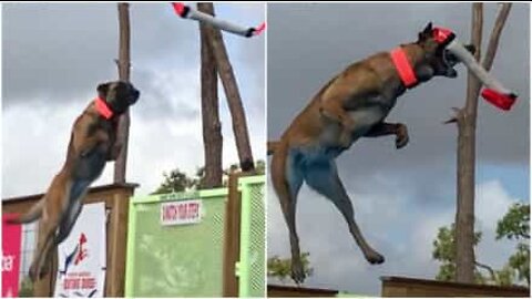 Cagnolina sembra volare con un salto impressionante!