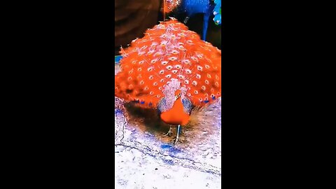 What a beautiful peacock opening screen