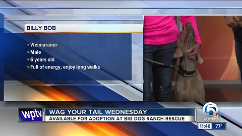Wag Your Tail Wednesday
