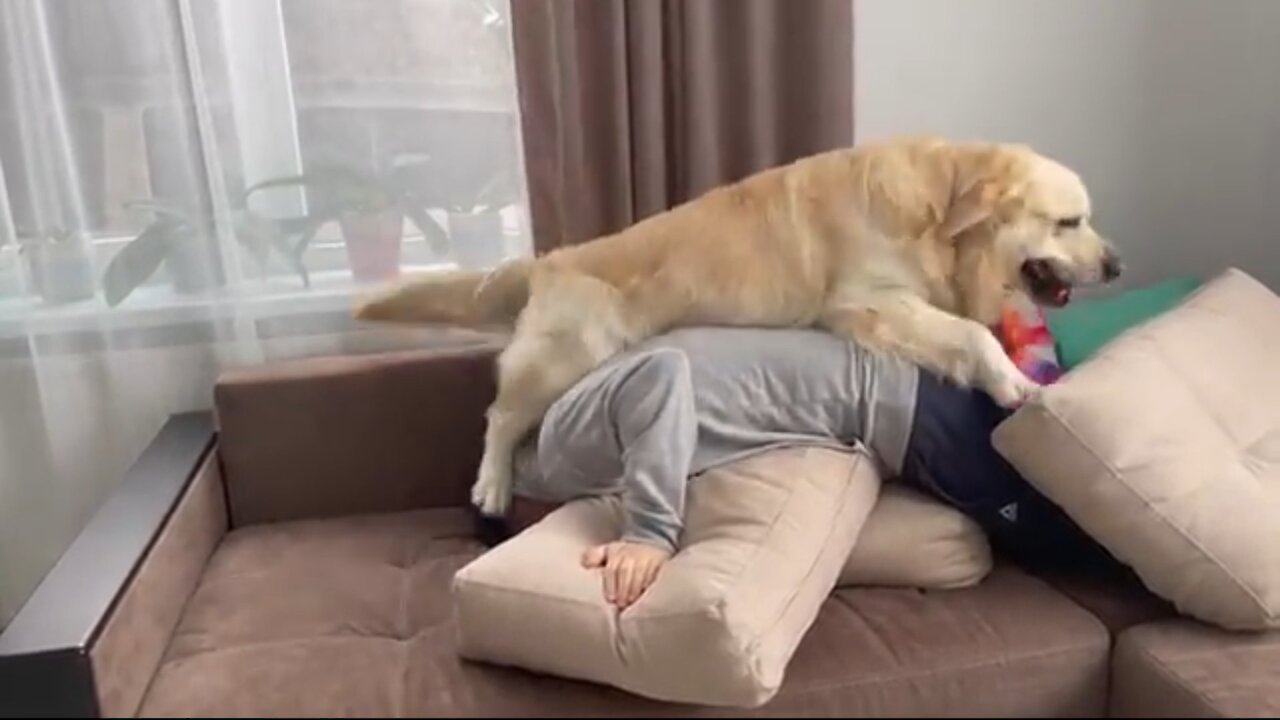 GOLDEN RETRIEVER that will never let you be sad - Samviral