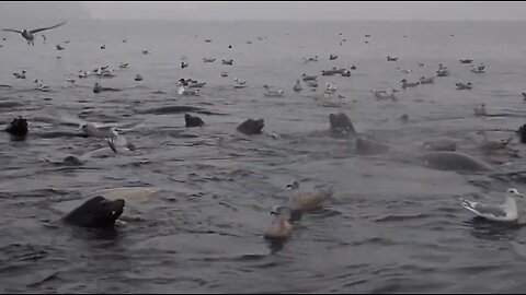 Diving with Sea lions in the Hood Canal