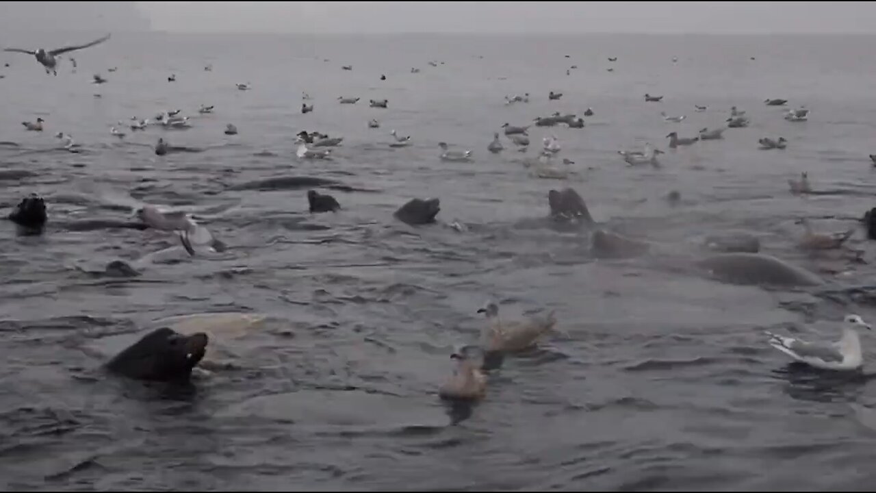Diving with Sea lions in the Hood Canal