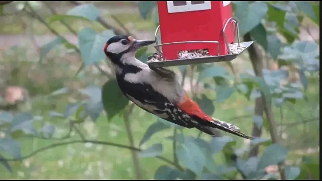 #birdslover
