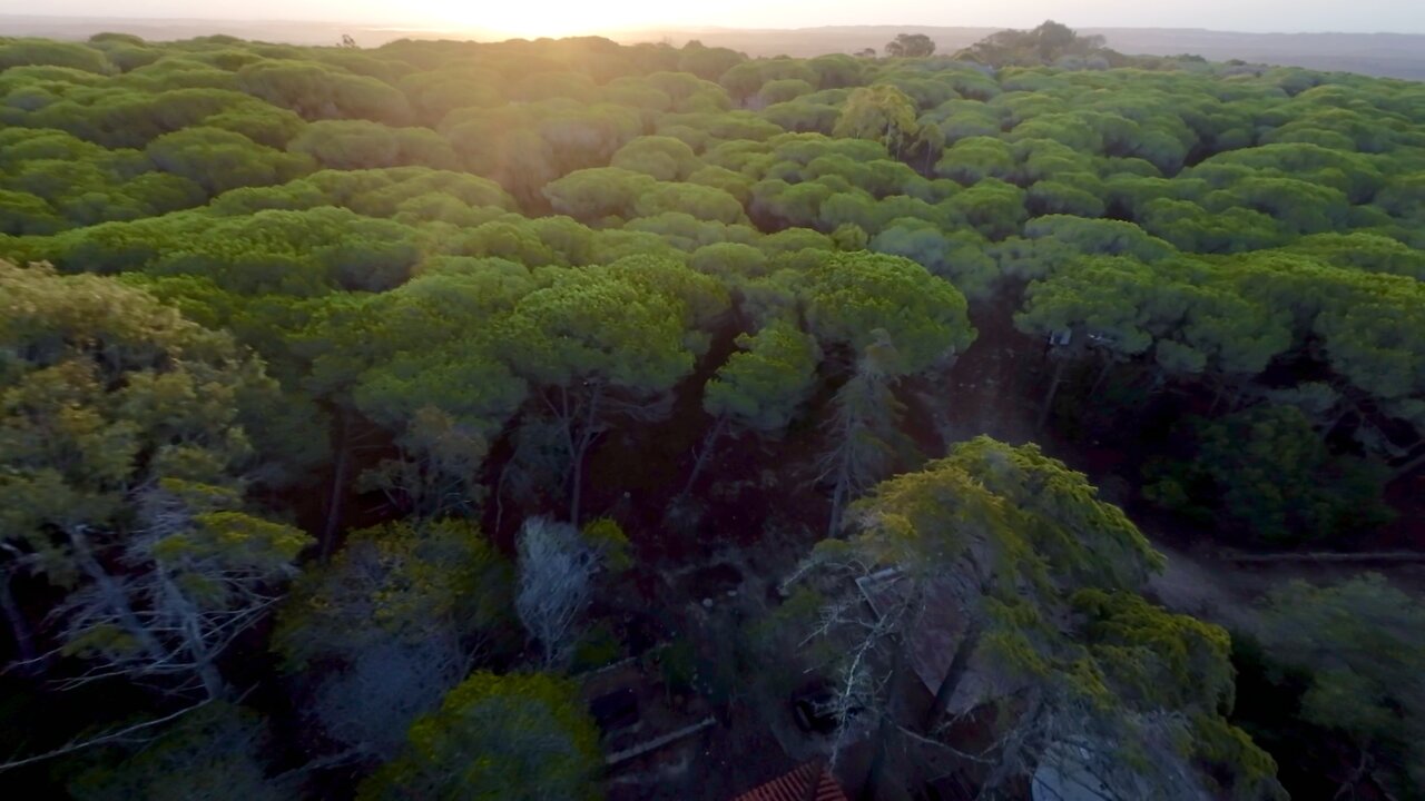 Roller Coaster Wind forest quick flight