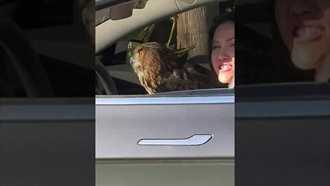 An owl dog #owl #shorts #wildlife #funny #lmao #replaye #replayethat