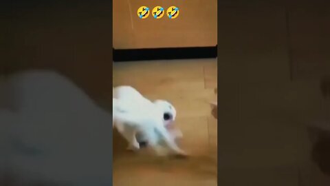 I haven't even met you🤣🤣🤣#foryou #pets #cats#shorts #rumble