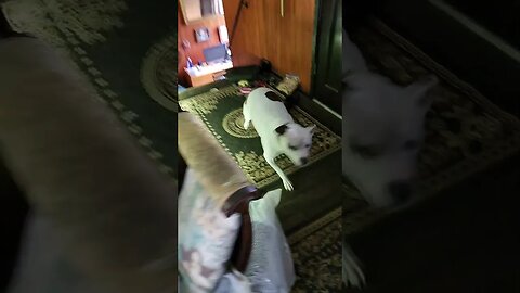 💙🎶🐾