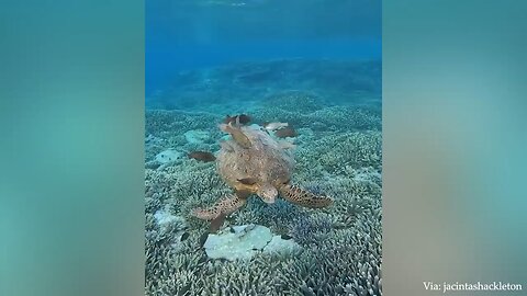funniest moments by wild animals part 2 must watch video 🤣🤣