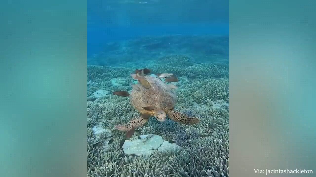 funniest moments by wild animals part 2 must watch video 🤣🤣