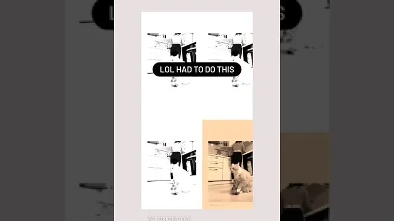 Tokyo cat remix