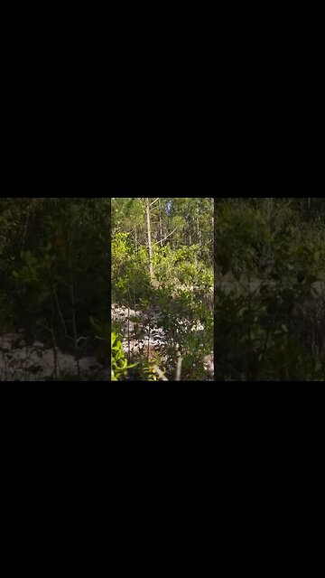 Tate and Brianna Kight killed a fine turkey this morning! #turkeyhunting #southgeorgia #hunting