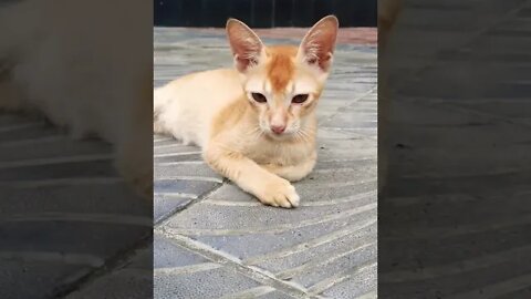 Super Hero Cat || Cat Like a Tiger