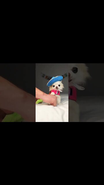 Do adorable puppy...Rate this cuteness out of 10.... #shorts